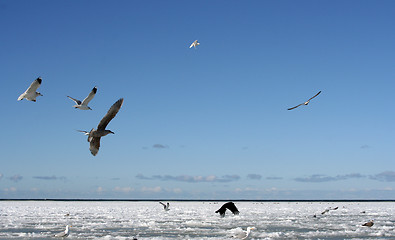 Image showing Birds in Winter