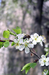 Image showing Spring Scene