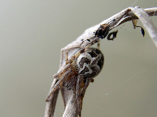 Image showing Spider