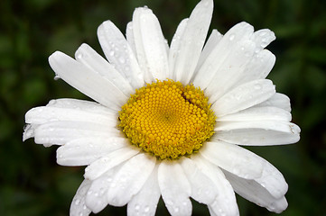 Image showing Daisy