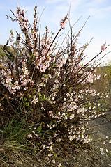 Image showing Bloom