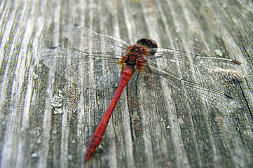 Image showing Dragon-Fly