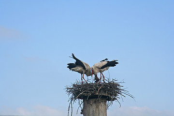 Image showing Storks