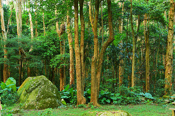 Image showing green forest