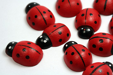 Image showing Ladybirds