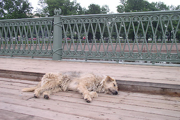 Image showing Dog in Sleep