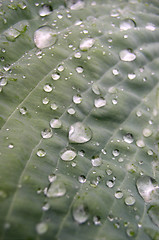 Image showing Leaf and Water