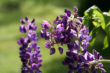 Image showing Lupin