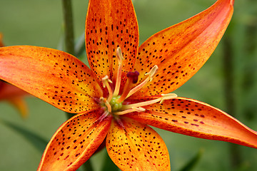 Image showing Lily