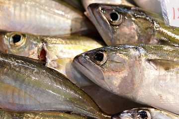 Image showing fish for sell in market