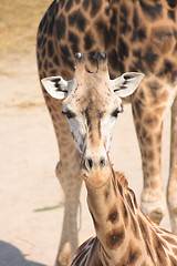 Image showing giraffe