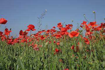 Image showing red poppy flower field