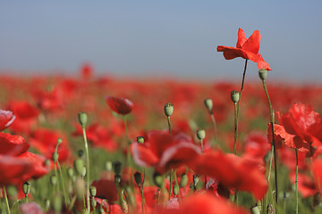 Image showing red poppy flower field