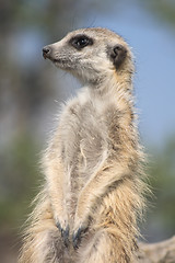 Image showing suricata