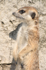 Image showing suricata