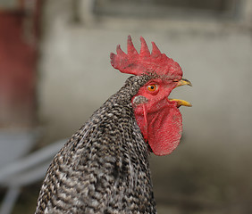 Image showing head of roaster 