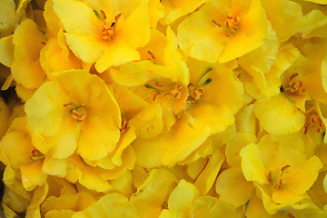 Image showing goldenrod background