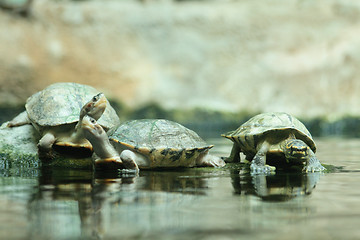 Image showing  small turtles as friends in the water 