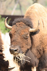 Image showing bison