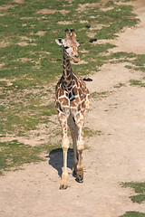 Image showing giraffe