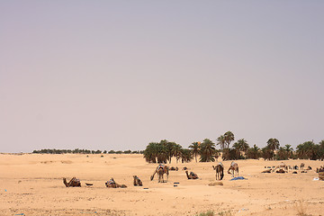 Image showing sahara with camels