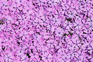 Image showing violet flowers