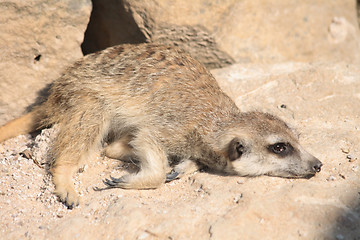 Image showing suricata