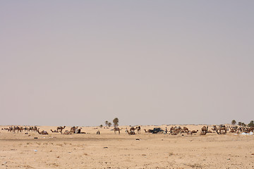 Image showing sahara with camels