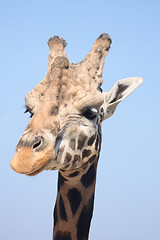 Image showing giraffe