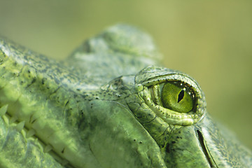 Image showing crocodile eye