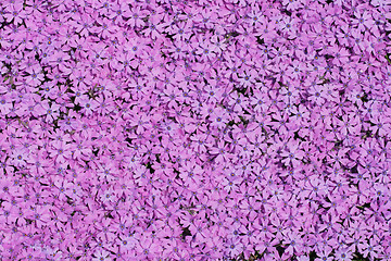 Image showing violet flowers