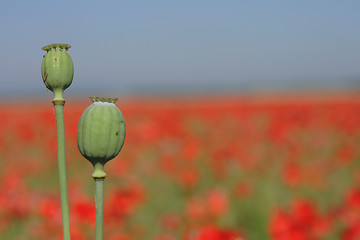 Image showing red poppy flower field