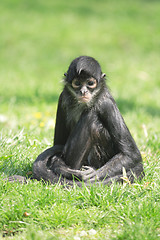 Image showing monkey