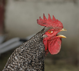 Image showing head of roaster 