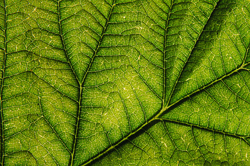 Image showing green leaf background