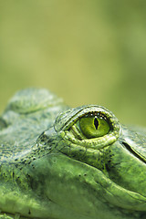 Image showing crocodile eye