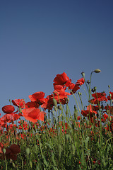 Image showing red poppy flower field