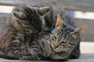 Image showing two cats