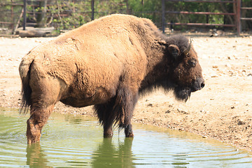 Image showing bison 