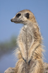 Image showing suricata