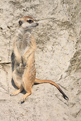 Image showing suricata