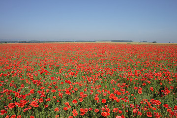 Image showing red poppy flower field