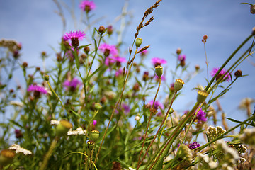 Image showing Summer meadow