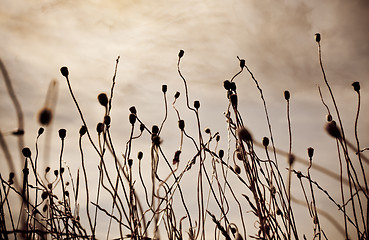 Image showing Wild Poppies