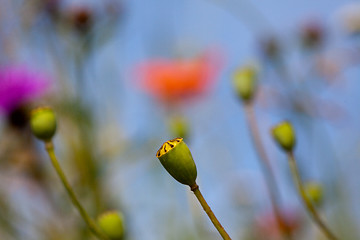 Image showing Wild Poppies