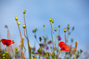 Image showing Wild Poppies