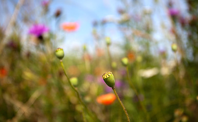 Image showing Wild Poppies