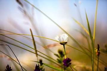 Image showing Summer meadow