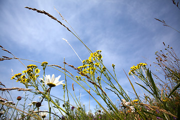 Image showing Summer meadow