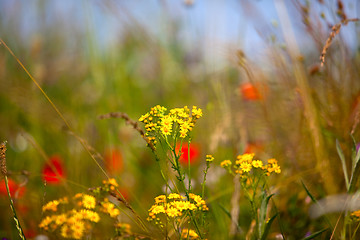 Image showing Summer meadow